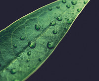 Leaf with Water