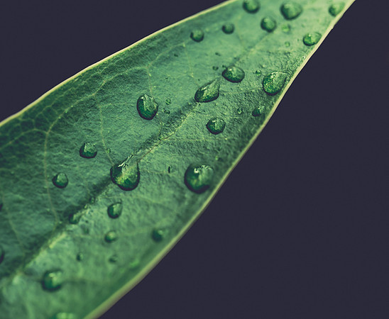 Leaf with Water