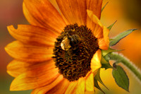 Sunflower with Bee