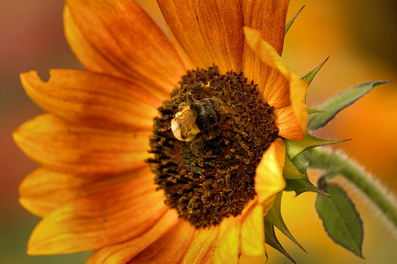 Sunflower with Bee
