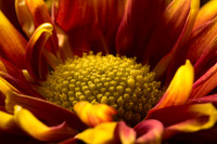 Flower in Color
