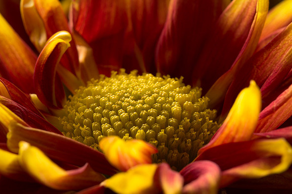 Flower in Color