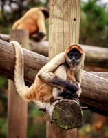 Monkeys Relaxing