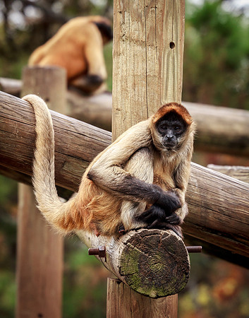 Monkeys Relaxing