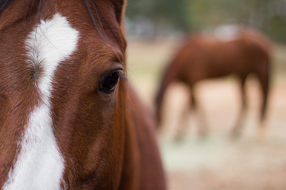 Horse