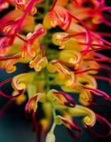 Abstract Flower Art