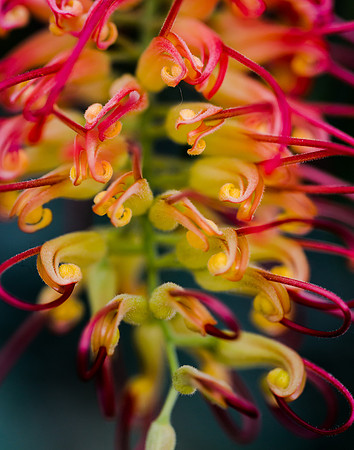 Abstract Flower Art