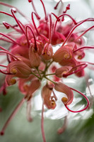 Abstract Flower Art 2