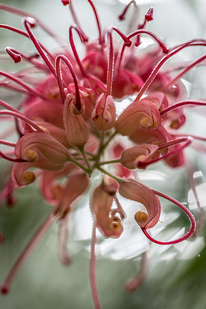 Abstract Flower Art 2