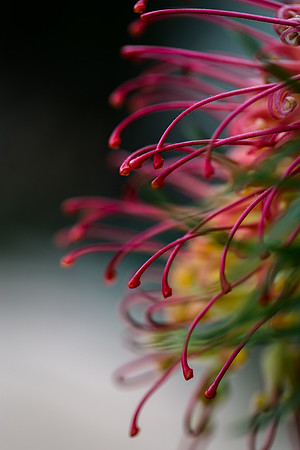 Macro Flower