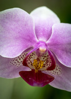 Orchid 1