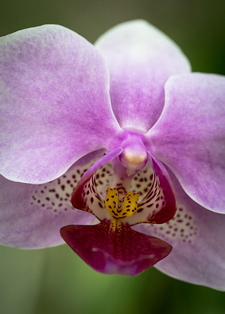Orchid 1