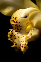 Orchid 2