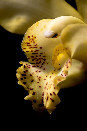 Orchid 2
