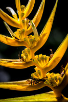 Abstract Flower