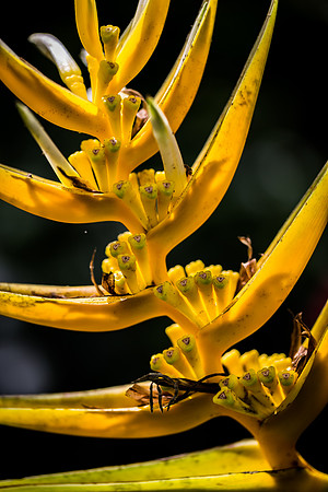 Abstract Flower