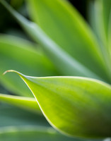 Leaf