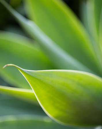 Leaf