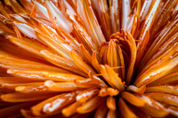 Orange Flower