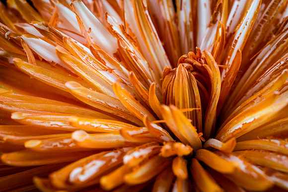 Orange Flower