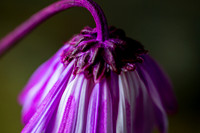 Flower Facing Dieing