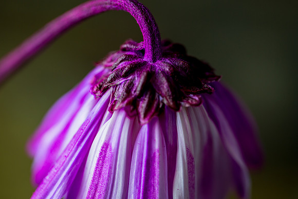 Flower Facing Dieing