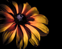 Wild Flower 1