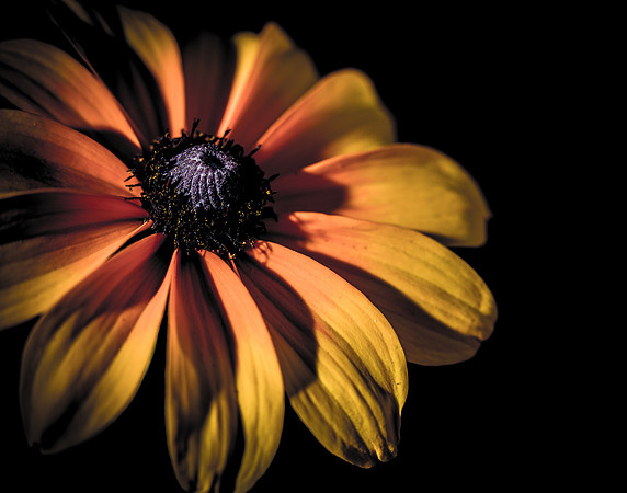 Wild Flower 1