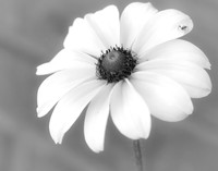 Wild Flower 2