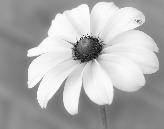 Wild Flower 2