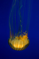 Jelly Fish 3