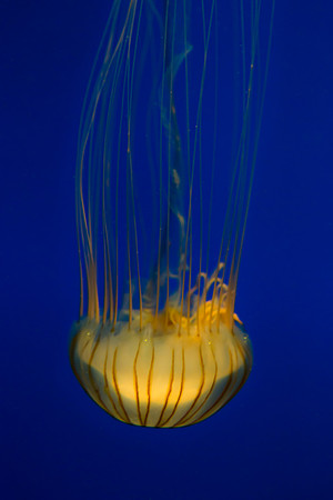 Jelly Fish 3