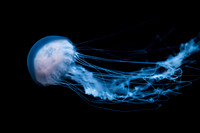 Jelly Fish 2