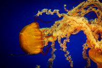 Jelly Fish