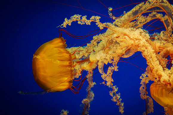 Jelly Fish