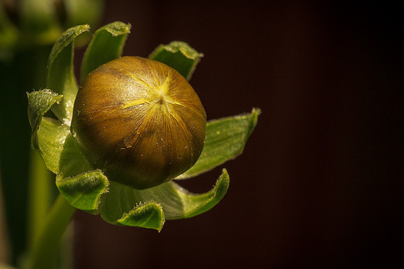 About to Bloom