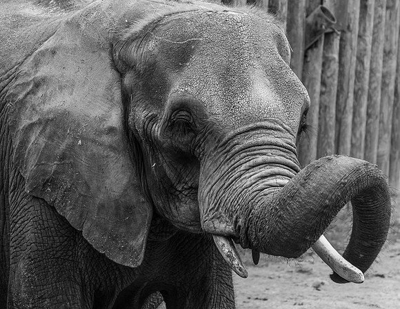 Elephant Curl