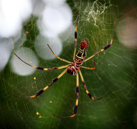 Garden Spider