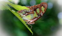 Butterfly 3