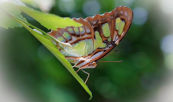 Butterfly 3