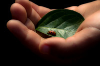 In The Palm Of My Hand