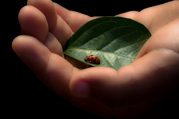 In The Palm Of My Hand