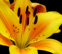 At Full Bloom