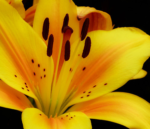 At Full Bloom