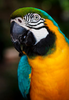 Parrot