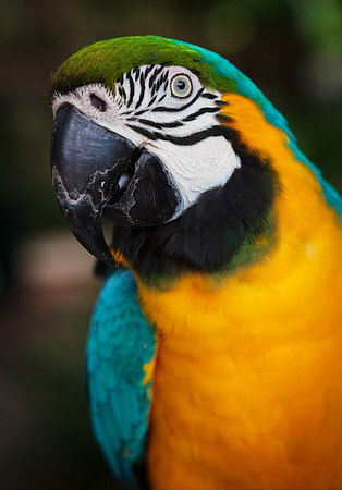 Parrot