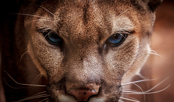 Cougar