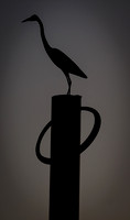 Egret