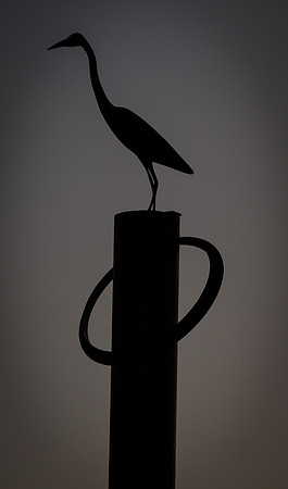 Egret