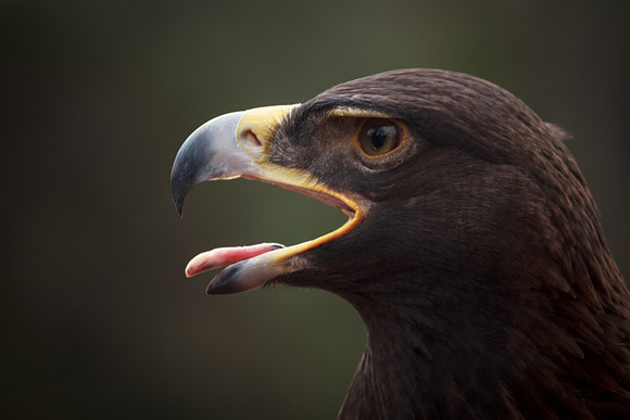 Eagle